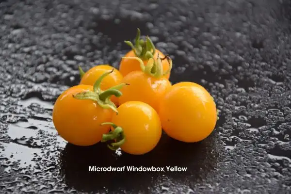 Tomaten: Micro Dwarf Windowbox Yellow