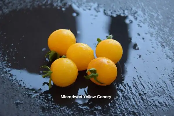 Tomaten: Micro Dwarf Yellow Canary