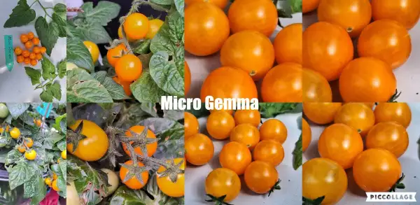 Tomaten: Micro Gemma - Zwergtomate