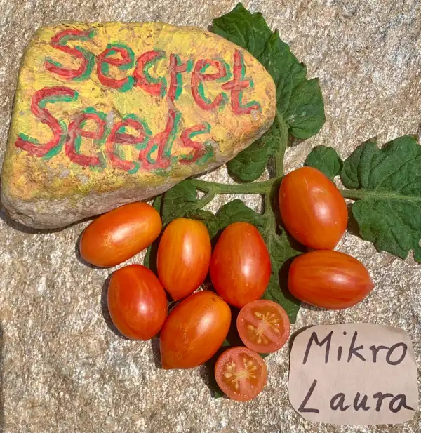 Tomaten: Micro Laura