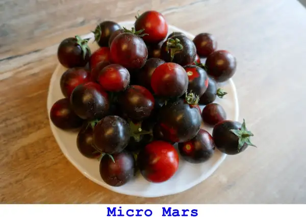 Tomaten: Micro Mars