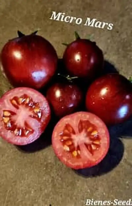 Tomaten: Micro Mars Dwarf