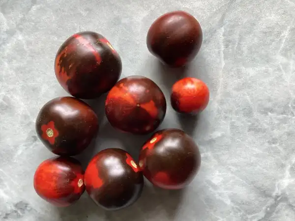 Tomaten: Micro Mars MDW