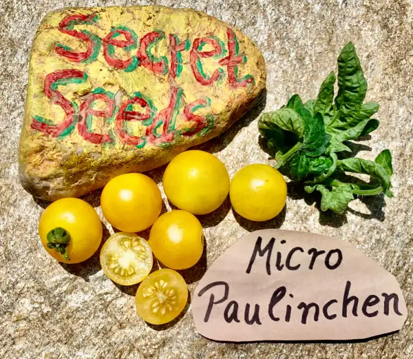 Tomaten: Micro Paulinchen