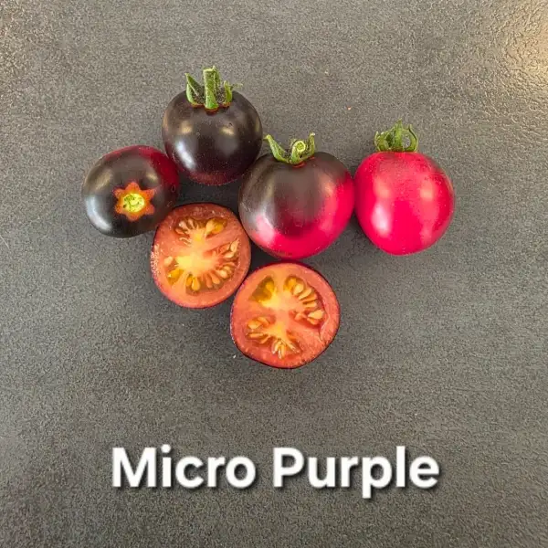 Tomaten: Micro Purple (Micro Dwarf)