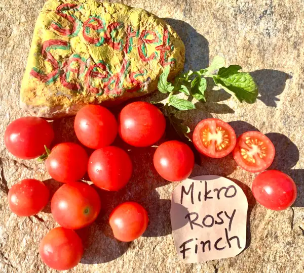 Tomaten: Micro Rosy Finch