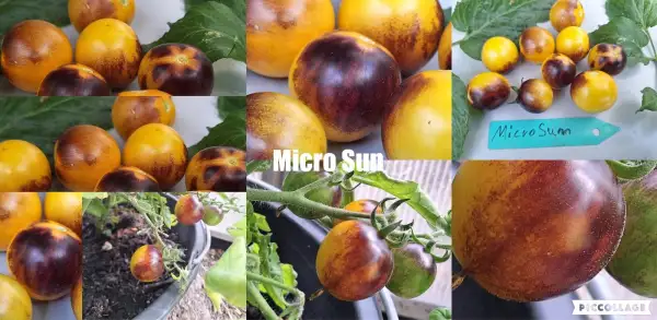 Tomaten: Micro Sun - Zwergtomate