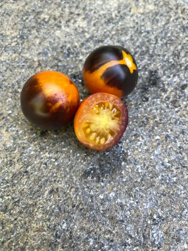 Tomaten: Micro Sun Zwergtomate
