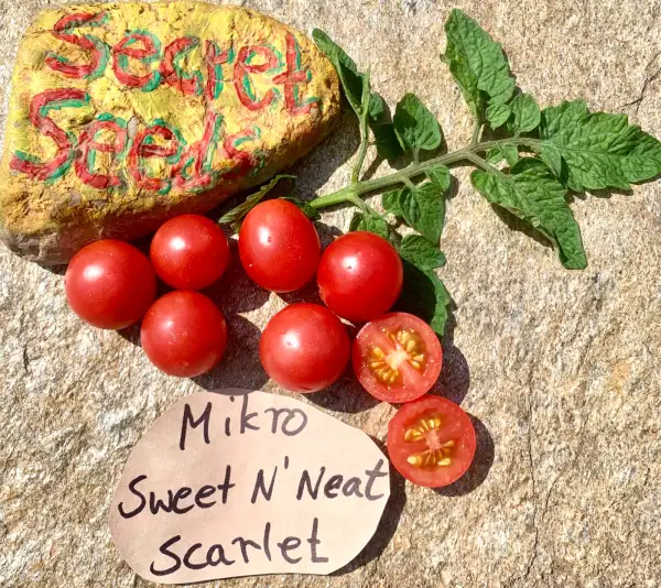 Tomaten: Micro Sweet nˋ Neat Scarlet