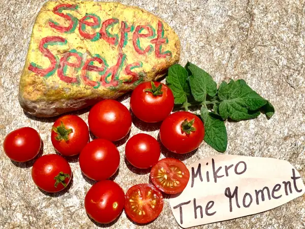 Tomaten: Micro The Moment