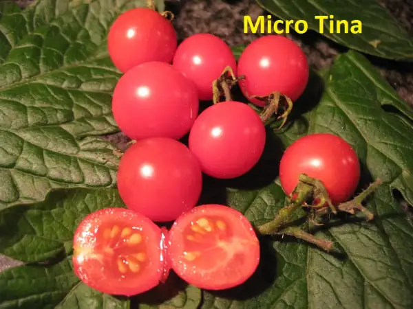 Tomaten: Micro Tina