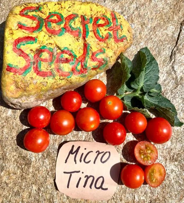 Tomaten: Micro Tina