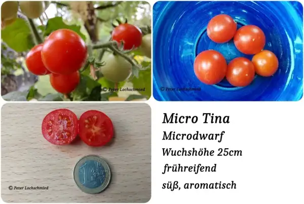 Tomaten: Micro Tina
