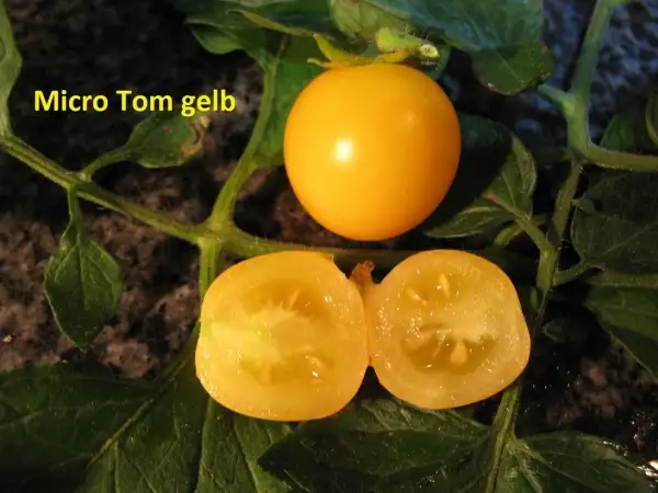 Tomaten: Micro Tom