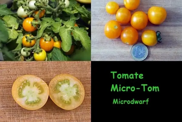 Tomaten: Micro Tom Gelb