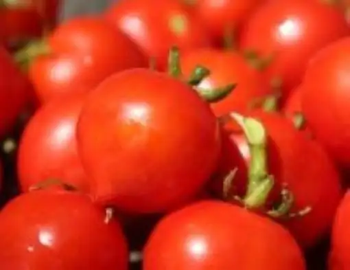 Tomaten: Micro Tom Tomate