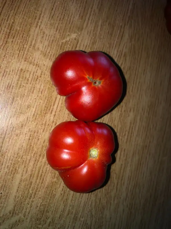 Tomaten: Microbeicum Occemus