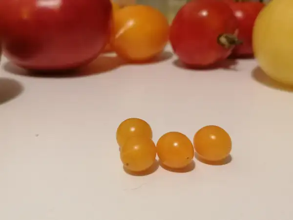 Tomaten: Microberry