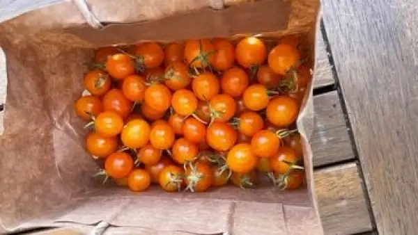 Tomaten: Microberry