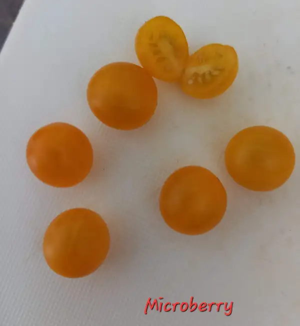 Tomaten: Microberry