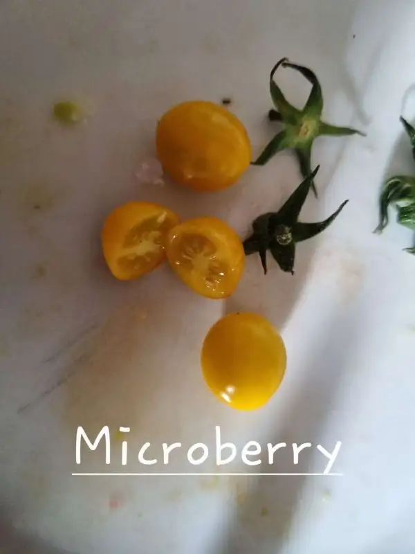 Tomaten: Microberry