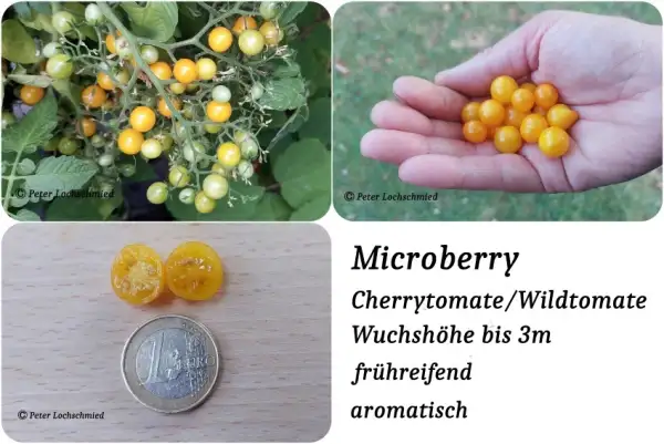 Tomaten: Microberry