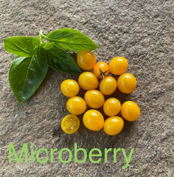 Tomaten: Microberry