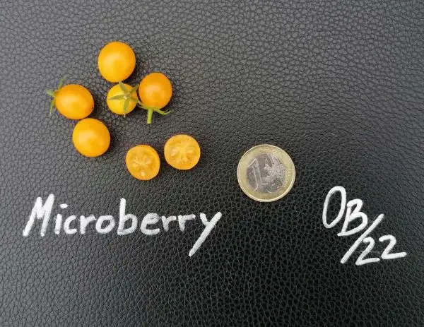 Tomaten: Microberry