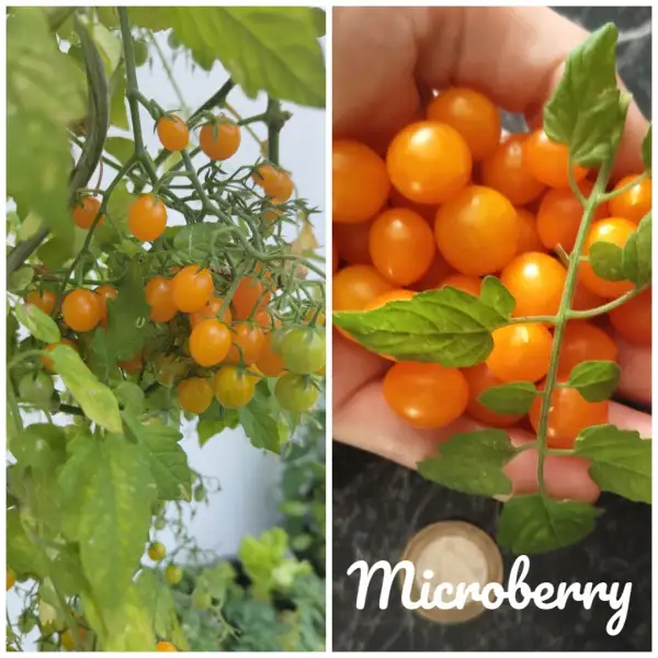 Tomaten: Microberry Microdwarf