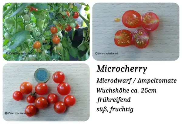 Tomaten: Microcherry Microdwarf / Ampeltomate