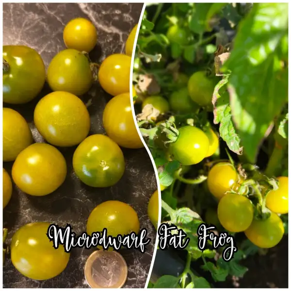 Tomaten: Microdwarf Fat Frog