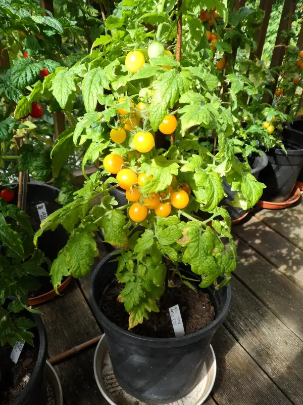 Tomaten: Microdwarf GG´s Glory Micro Multi-Flora ( Kat# 2916 )