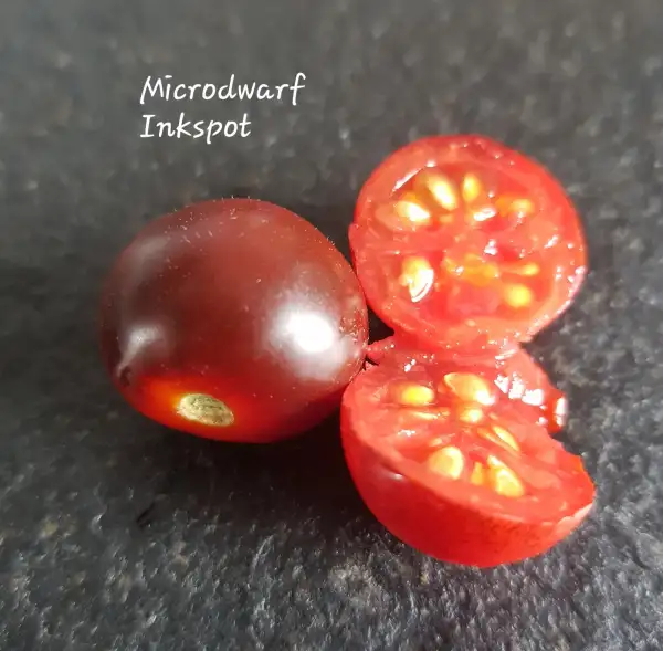 Tomaten: Microdwarf Inkspot