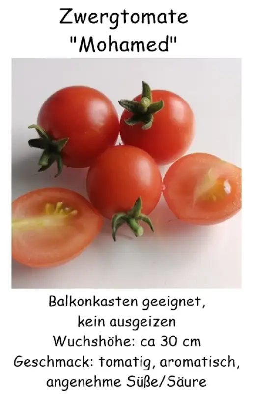 Tomaten: Microdwarf Mohamed