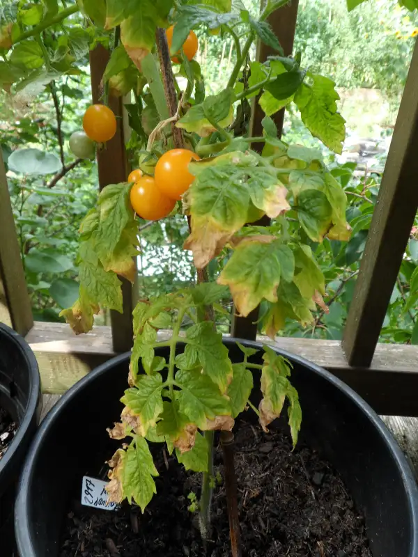 Tomaten: Microdwarf Nebolshoy Limon  ( Kat# 2917 )