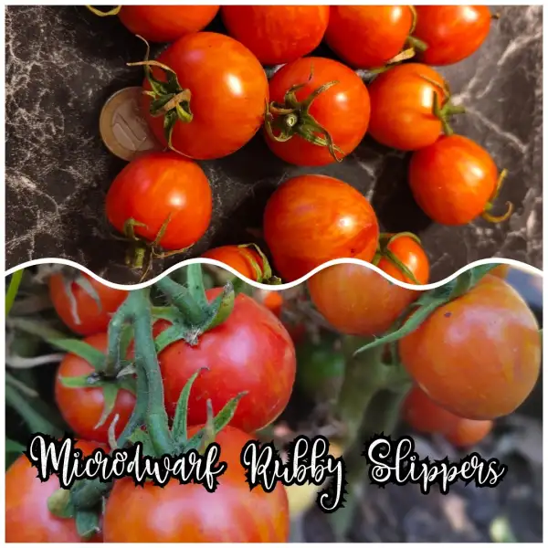 Tomaten: Microdwarf Rubby Slippers