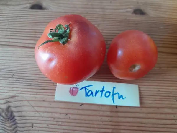 Tomaten: Microdwarf Tartofu