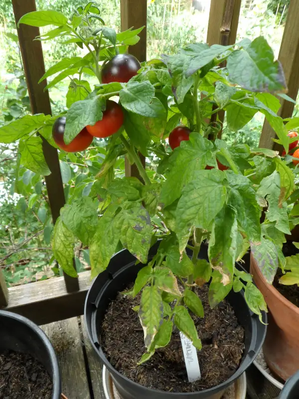 Tomaten: Microdwarf Tartufo ( Kat# 2919 )