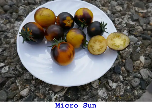 Tomaten: Micros Sun