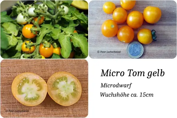 Tomaten: MicroTom gelb