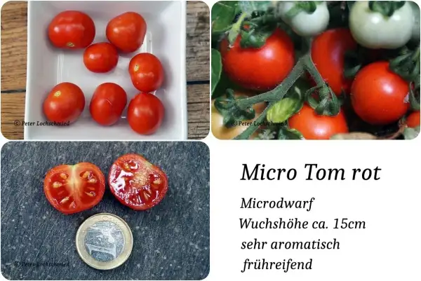 Tomaten: MicroTom rot