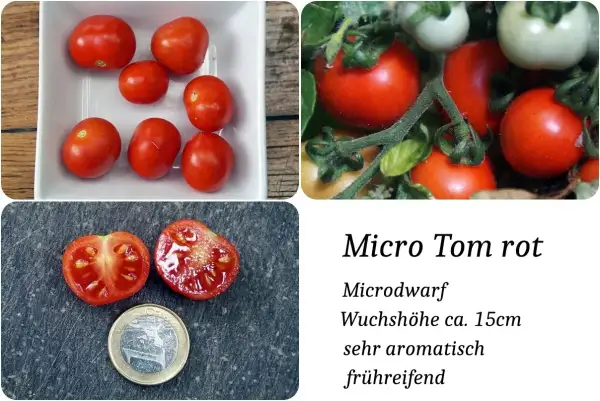 Tomaten: MicroTom rot Microdwarf