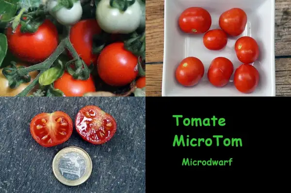 Tomaten: MicroTom rot Microdwarf