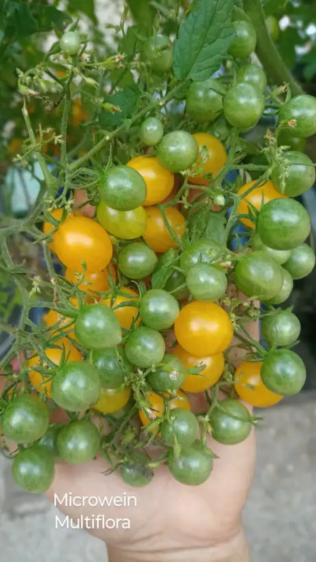 Tomaten: Microwein, Multiflora
