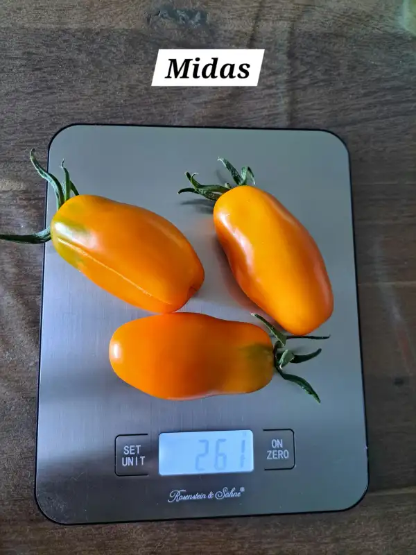 Tomaten: Midas