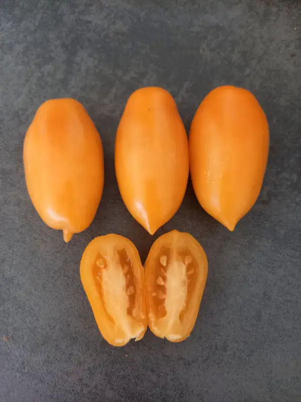 Tomaten: Midas