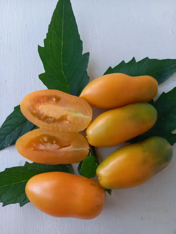Tomaten: Midas