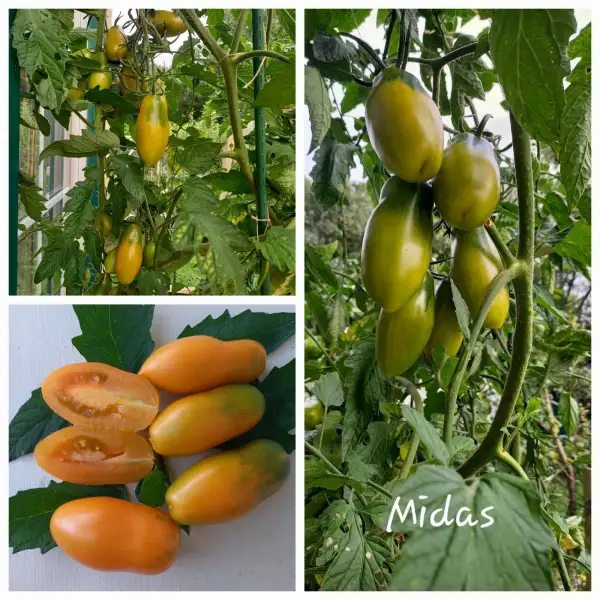 Tomaten: Midas