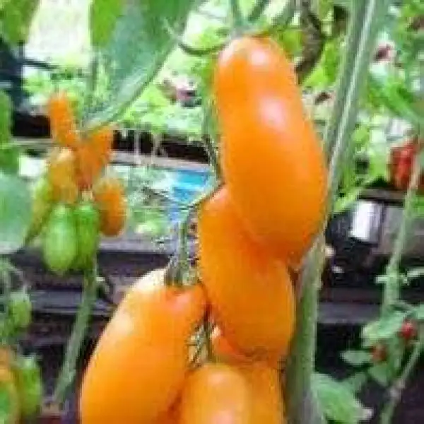 Tomaten: Midas