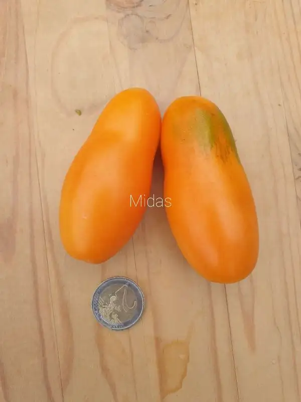 Tomaten: Midas